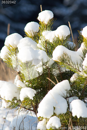 Image of Winter landscape