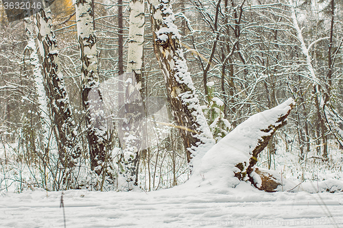 Image of Winter landscape