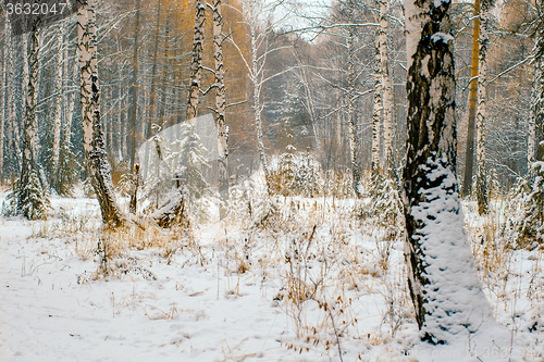 Image of Winter landscape