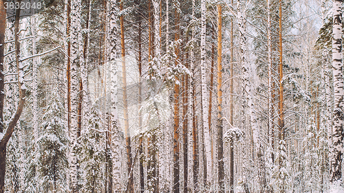 Image of Winter landscape