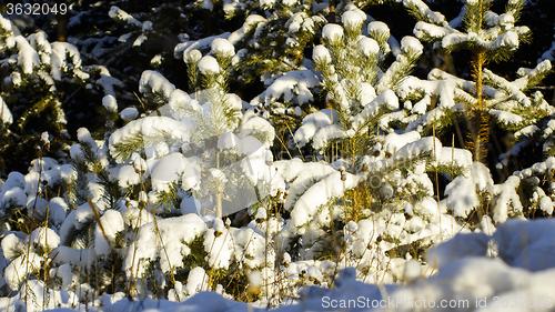 Image of Winter landscape