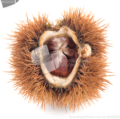 Image of Chestnuts with shell 
