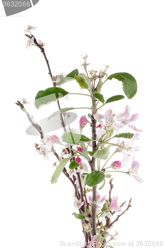 Image of Closeup of Apple blossoms