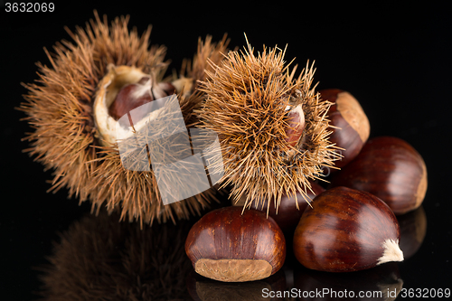 Image of Chestnuts on a black reflective background