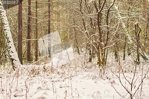 Image of Winter landscape