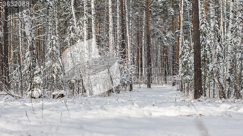 Image of Winter landscape