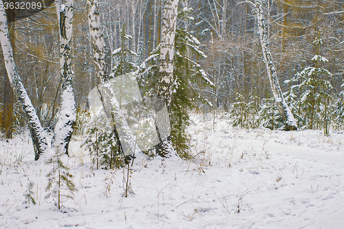 Image of Winter landscape