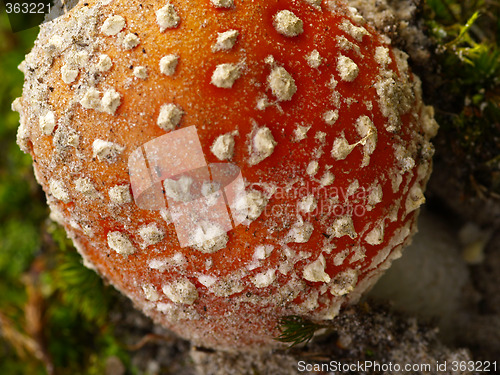 Image of fly agaric