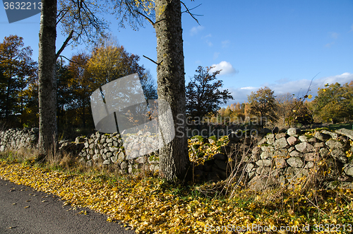 Image of Autumnal view at roadside