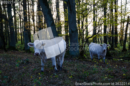Image of Curious cows in the forest