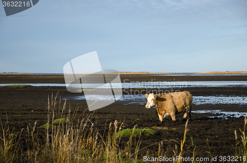 Image of Cow in muddy water