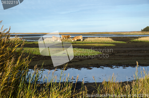 Image of Cattles in a marshland