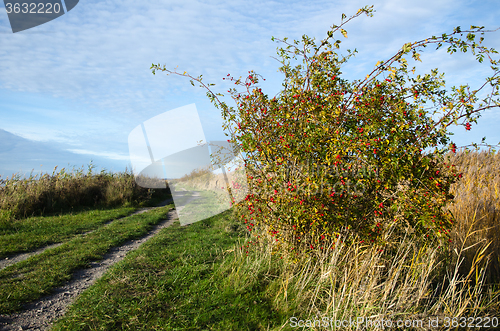 Image of Sunlit rosehip shrub