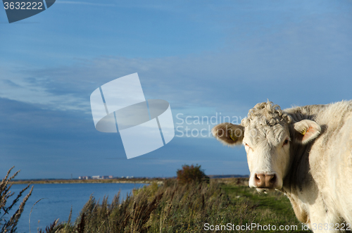 Image of Curious cow at coast