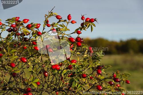 Image of Colorful rosehips