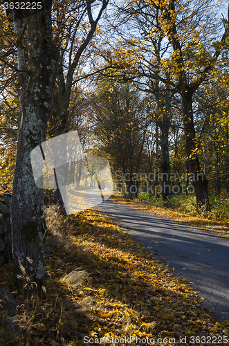 Image of Shiny alley