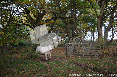 Image of Cow passing an open gate