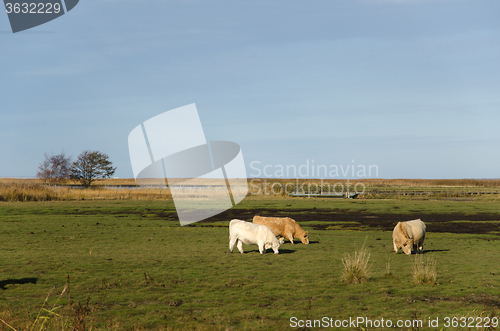 Image of Grazing cattle in marshland