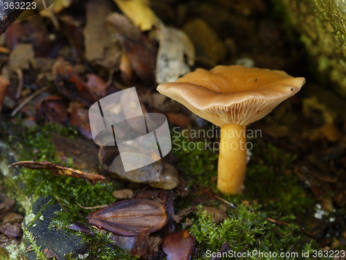 Image of mushroom