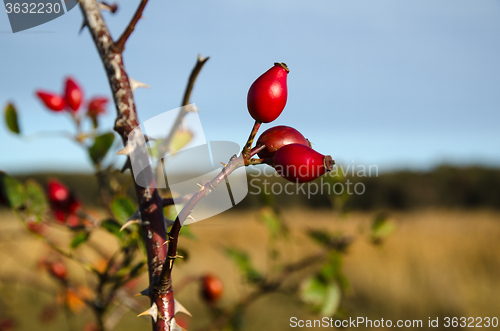 Image of Ripe rosehip berries