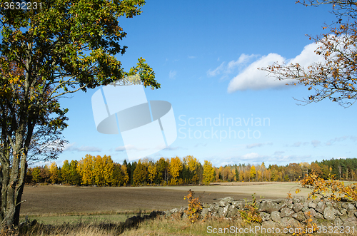 Image of Landscape with golden colors