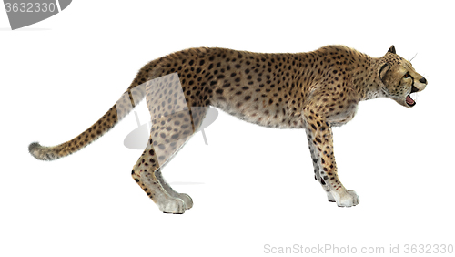 Image of Big Cat Cheetah