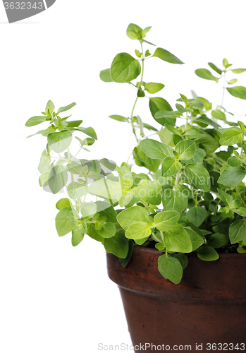 Image of Oregano