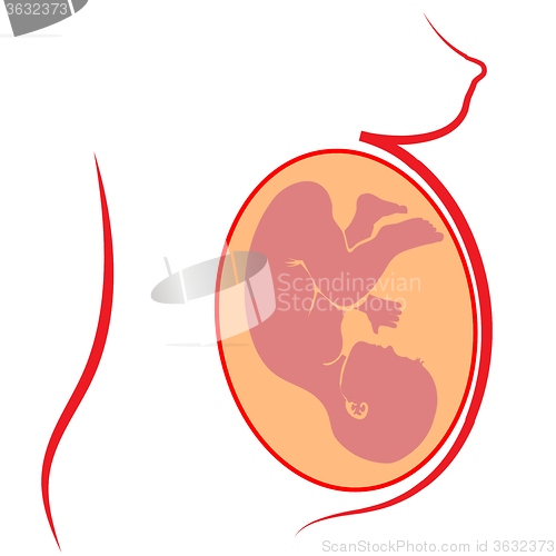 Image of Human  Fetus Silhouette