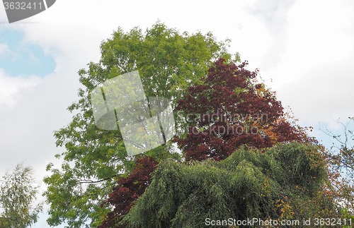 Image of Tree top
