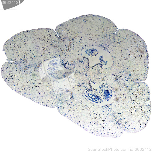 Image of Lily ovary micrograph