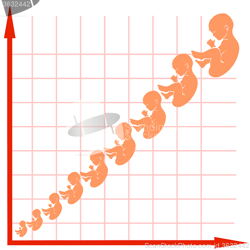 Image of Human Fetus Growth Chart