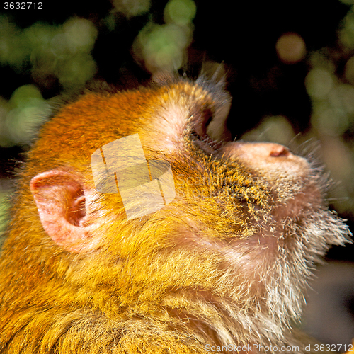Image of bush monkey in africa morocco and natural background fauna close