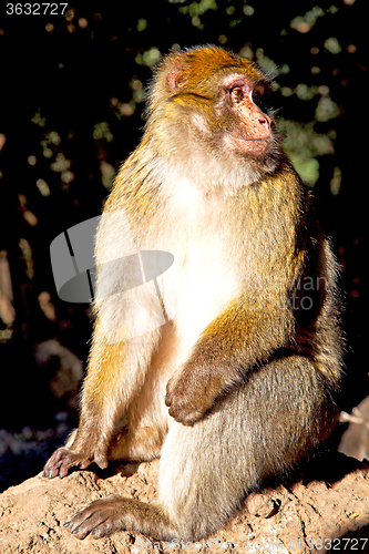 Image of old monkey in africa morocco and natural background fauna close 