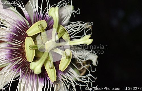 Image of 
Passion-fruit flower