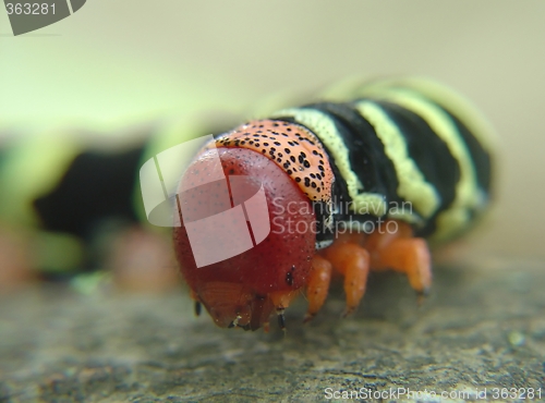 Image of colored earthworm