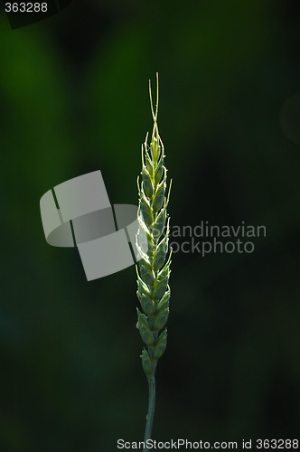 Image of Field in Soft light # 05