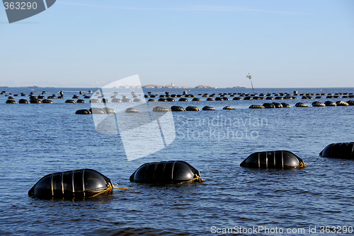 Image of Seafood industry # 01 / Blåskjellanlegg