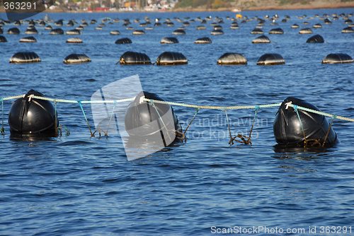 Image of Seafood industry # 02 / Blåskjellanlegg