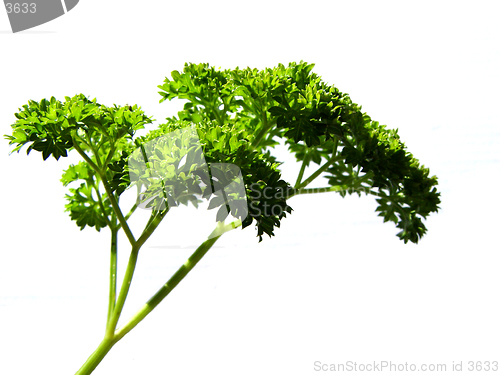 Image of parsley