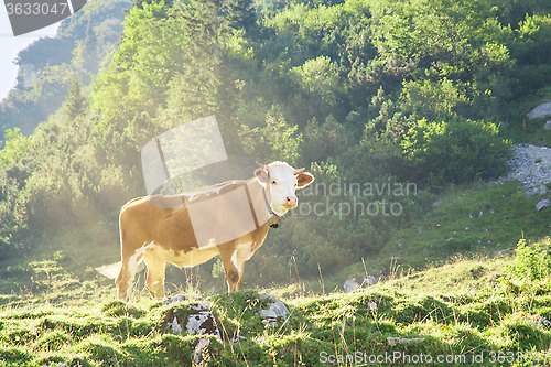 Image of Hereford cattle beef breed cow grazing on Alpine mountains slope
