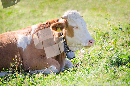 Image of Purebred Hereford cow lying on Alps sunlight pasture meadow