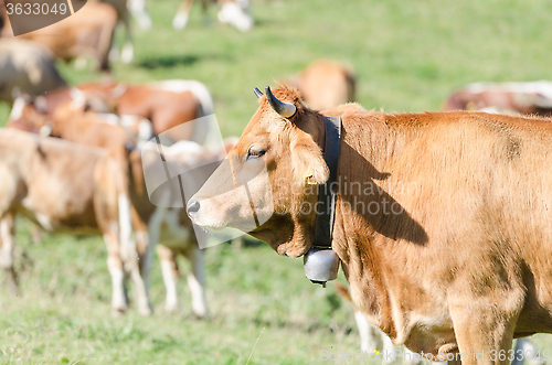 Image of Head profile portrait of red ginger cattle