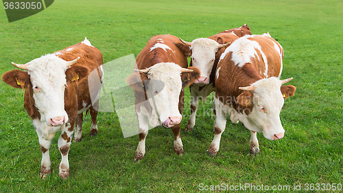 Image of Group of calves grazing on Alpine pasture