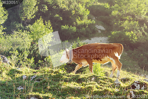 Image of Red and white calf of Hereford breed cattle grazing