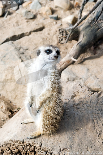 Image of Meerkat or suricate