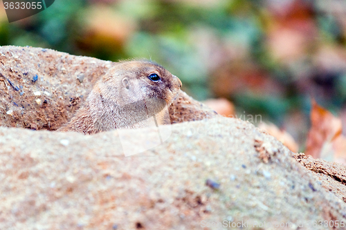 Image of Black-tailed prairie dog