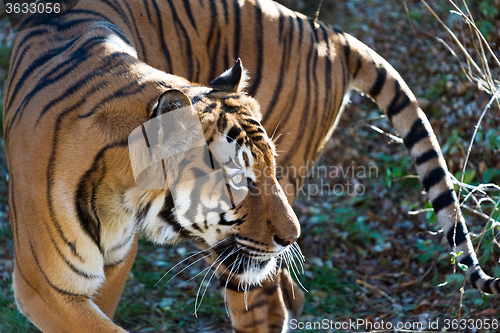 Image of Tiger