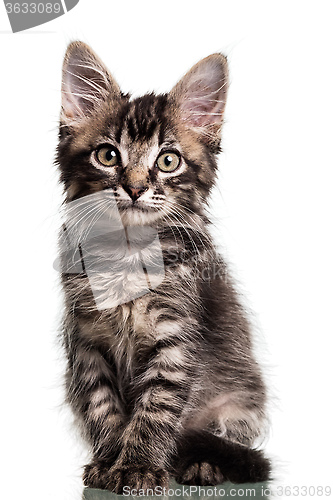 Image of Cute Furry Kitten