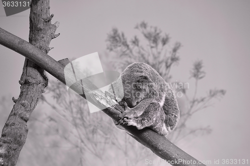 Image of Sleeping Koala Bear