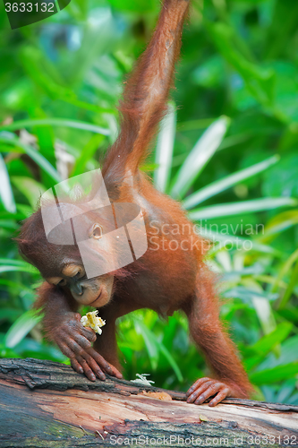 Image of Wild Borneo Orangutan
